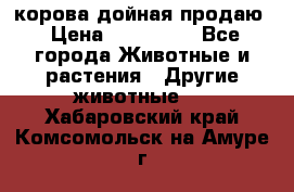 корова дойная продаю › Цена ­ 100 000 - Все города Животные и растения » Другие животные   . Хабаровский край,Комсомольск-на-Амуре г.